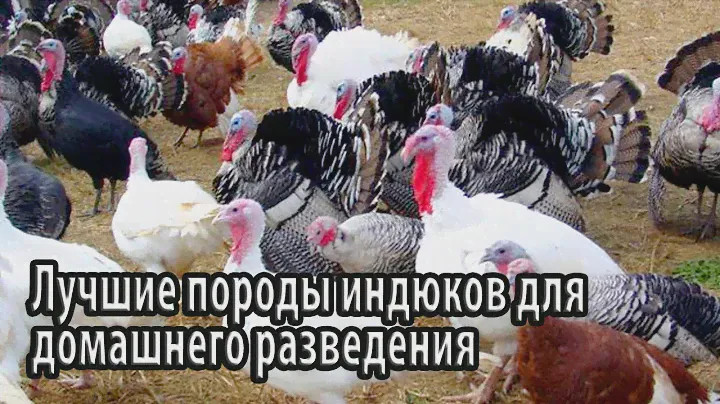 Лучшие породы индюков для домашнего разведения