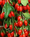 Годжи красные Нью Биг (ранний срок созревания, перекрестное опыление, сажать по 2 шт)