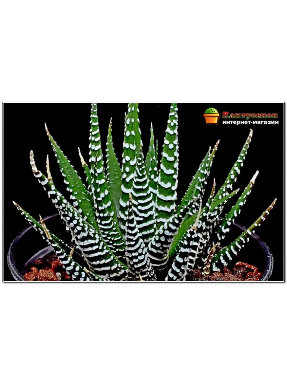 Хавортия полосатая (Haworthia fasciata c.v. Big Band, хавортия фасциата биг бэнд)-0