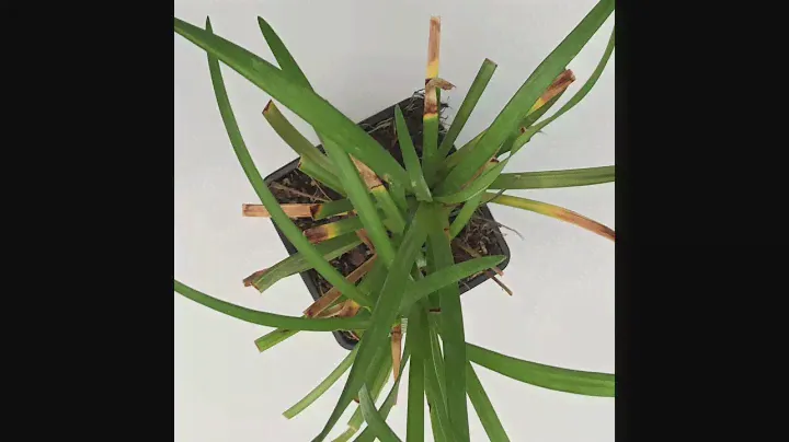 Liriope Muscari Big Blue
