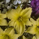 Лилейник гибридный Биг Тайм Хеппи (Hemerocallis hybrida Big Time Happy) С2 id#4424727