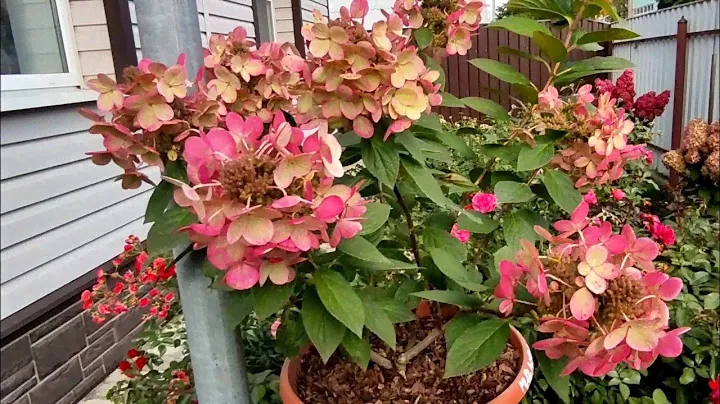 Выращивание метельчатой гортензии в горшках 🌿🌿