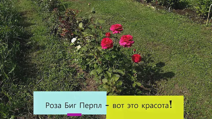 Роза Биг Перпл - беспроблемная, красиво цветущая, ароматнейшая красотка!