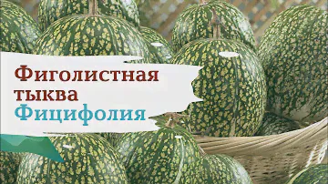 Фицифолия. Фиголистная тыква