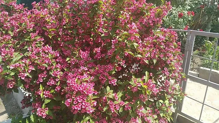 кустарник#вейгела#цветение