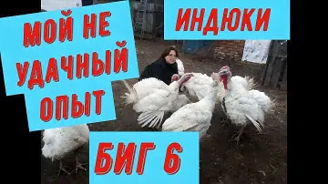 Индюки биг 6.Мой неудачный опыт.