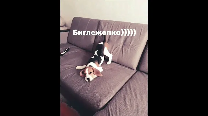 Бигль))не понятно что у 3х месячного щенка в голове)))