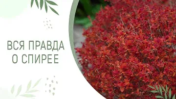 ВСЯ ПРАВДА О СПИРЕЕ | Татьяна Смирнова