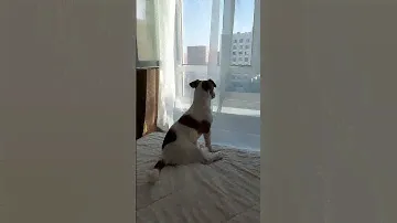 Белеет парус одинокий #собака #собаки #jackrussell #джекрассел #животные #pets