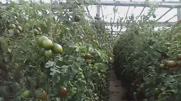 Томат Сашер f2. Со своих семян.