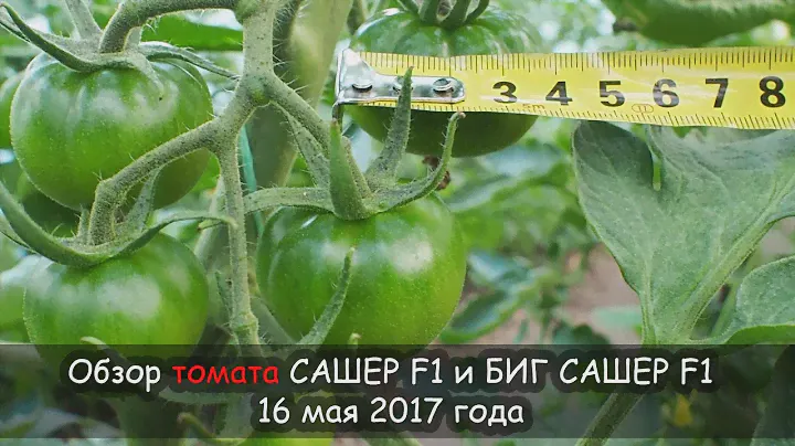 Обзор томата САШЕР F1 и БИГ САШЕР F1, 16 мая 2017