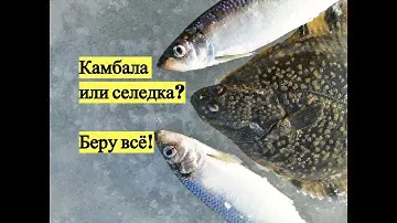 Камбала или селедка? Беру всё!