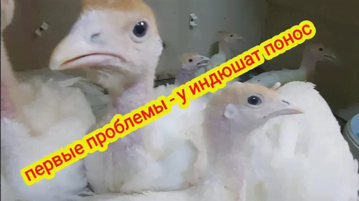 Понос у месячных индюшат. Вес индюшат.