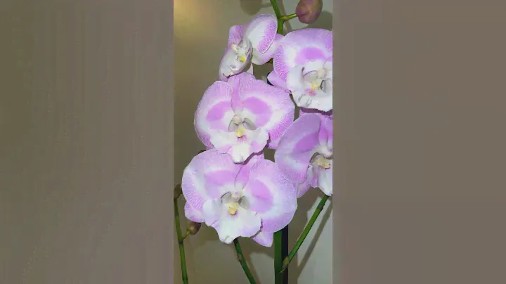 Орхидея big lip Alladin’s kizz 💗 #orchid #фаленопсис #flowers #орхидеи #цветы #biglip