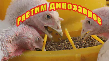 Индюки гиганты. Весь цикл жизни за 6 месяцев. Подробно.