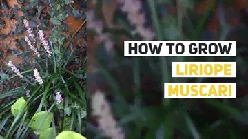 Liriope muscari Growing Guide (Big Blue Lilyturf) by GardenersHQ